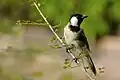 White-eared Bulbul on Fleuggea leucopyrus