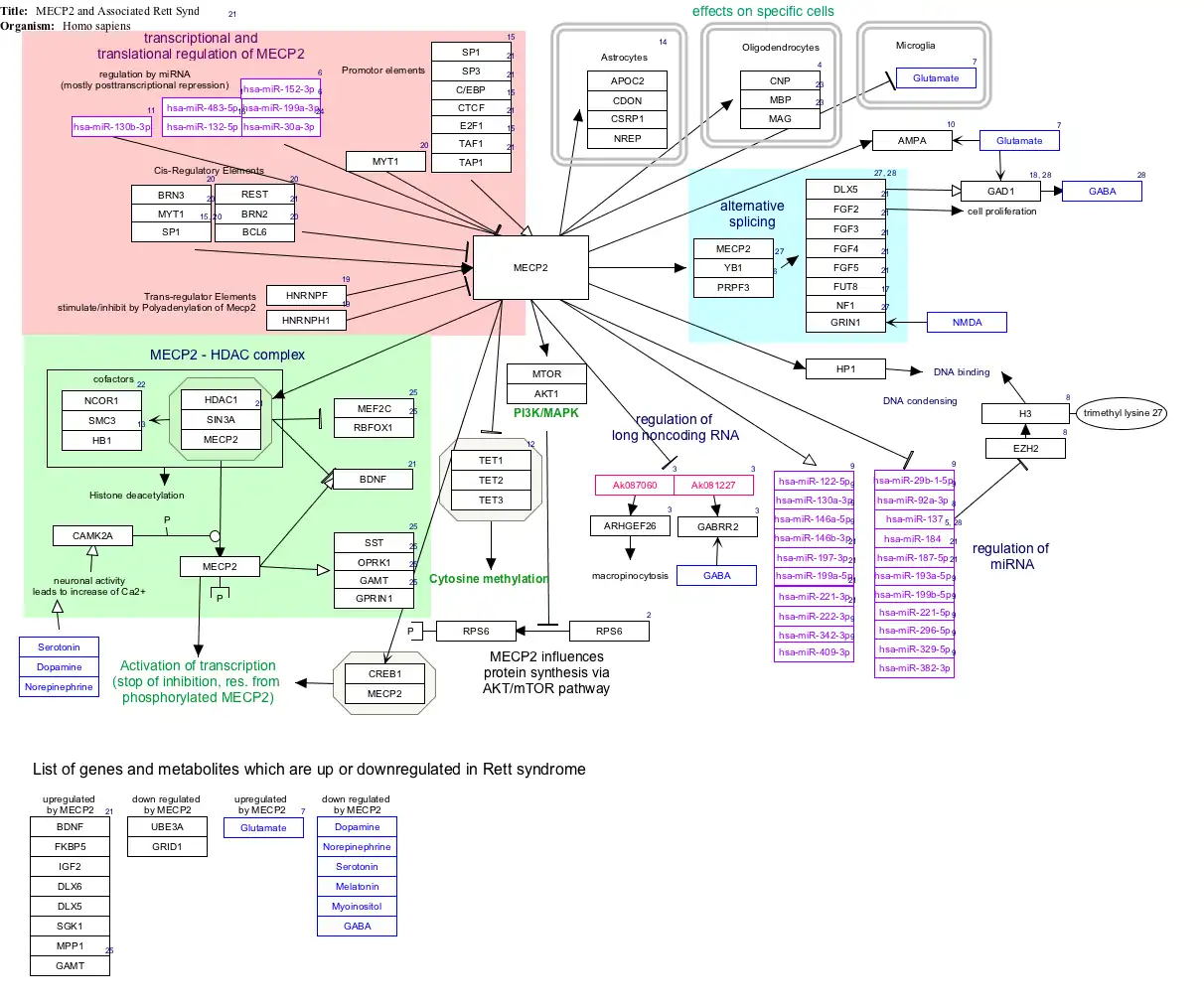 MECP2_and_Associated_Rett_Syndrome_WP3584