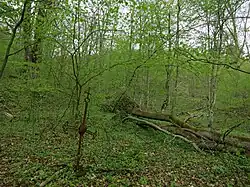 The cross that crowned the wooden church