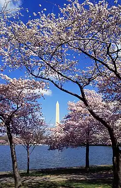 The Tidal Basin with cherry blossoms (April 1999)