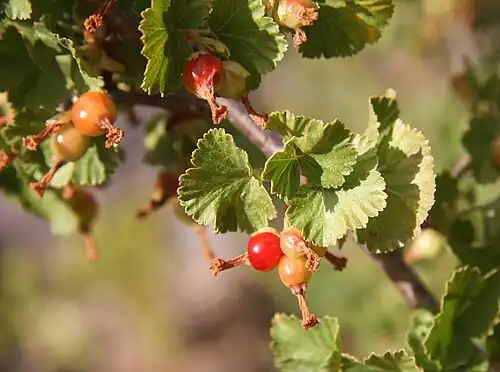 Berries with dried flower remnant