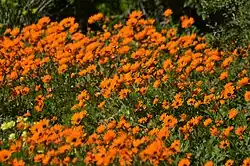 Garden variety flowering in a dense field during the spring season in West Coast National Park, Western Cape
