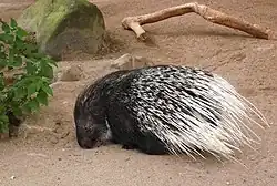 Black and white porcupine