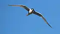White-fronted tern flying with fish in its beak