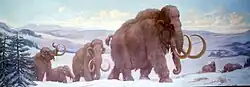 Wooly Mammoths from Pleistocene