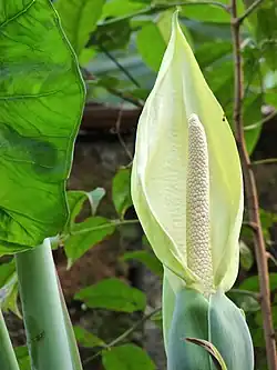 Arrowleaf elephant ear, Xanthosoma sagittifolium