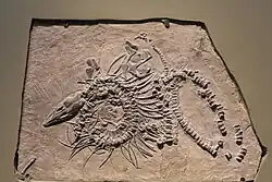 Museum display of a fossil of a marine reptile