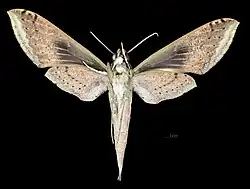 Female ventral (coll.MHNT)