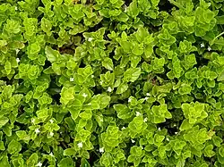 Clinopodium douglasii