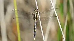 Young male colouring is similar to female