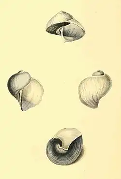 Janthina globosa, Globular Oceanic Snail—middle figures