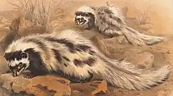 Painting of two weasel-like animals with black, white and buff fur in a desert