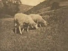 Sheep (1906)