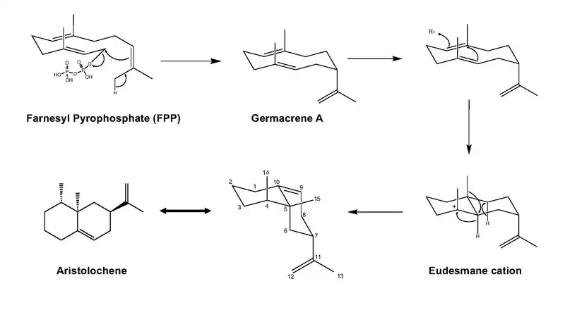 Enzyme Catalyzed Cyclization of Farnesyl Pyrophosphate to Aristolochene