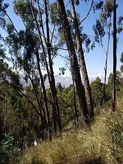 Vista al interior del bosquecillo.