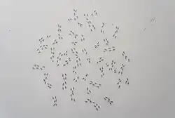 Pavel Otdelnov. Cariotipo. 2021