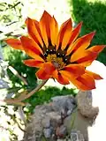 Gazania