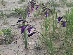 Gladiolus atroviolaceus de Behbahan, Iran