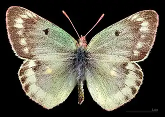 Colias phicomone ♂