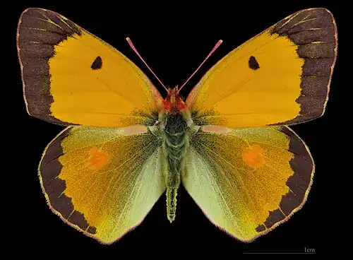 Colias croceus croceus ♂