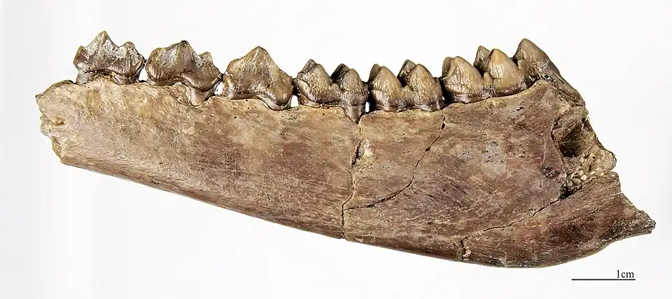 Dorcatherium crassum Hemimandíbula izquierda MHNT