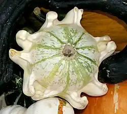 De tipo "Crown of Thorns"[cita 74]​ (Corona de espinas) o si no son muy puntiagudas también "Fingers"[cita 74]​ (Dedos). Las costillas se extienden en 5 pares de dedos que apuntan hacia el extremo distal. El primero era blanco ('White Crown of Thorns'[cita 75]​), el de la foto es 'Striped Crown of Thorns'[cita 76]​[cita 77]​ (con bandas blancas y verdes), también están los tipo "Shenot Crown of Thorns" (variante de la granja de Shenot, multicolor)[cita 78]​[cita 79]​