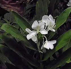 La «mariposa» (Hedychium coronarium). Hojas dísticas, inflorescencia bracteada.