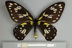 Ornithoptera victoriae regis hembra, vista ventral