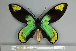 Ornithoptera victoriae regis macho, vista dorsal