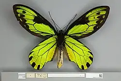 Ornithoptera victoriae regis macho, vista ventral