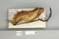 Pupa de Ornithoptera goliath procus, vista lateral