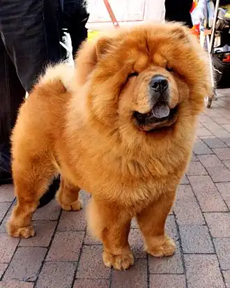 Chow chow