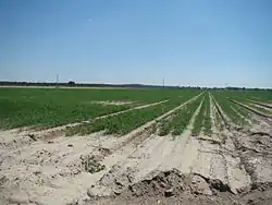 Cultivos en el entorno