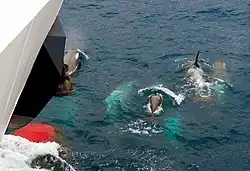 Orcas "tipo B" cerca de Georgia del Sur