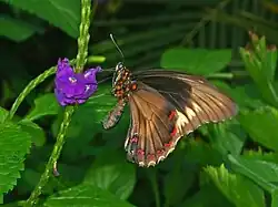 Vista ventral of Battus polydamas