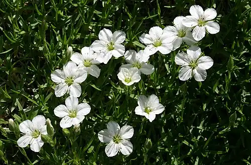 Minuartia graminifolia