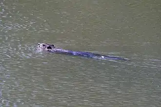 Castor americano (Castor canadiensis) en el sendero 'Le Castor'.