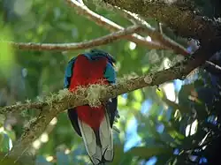 Pharomachrus mocinno