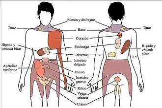 Dolor referido: Percepción y conciencia de sensaciones visceral se pueden mapear a ciertas regiones del cuerpo, como esta gráfica demuestra. Algunas sensaciones se sienten en el mismo sitio mientras otras se perciben como que afectan áreas que están a cierta distancia del órgano responsable.