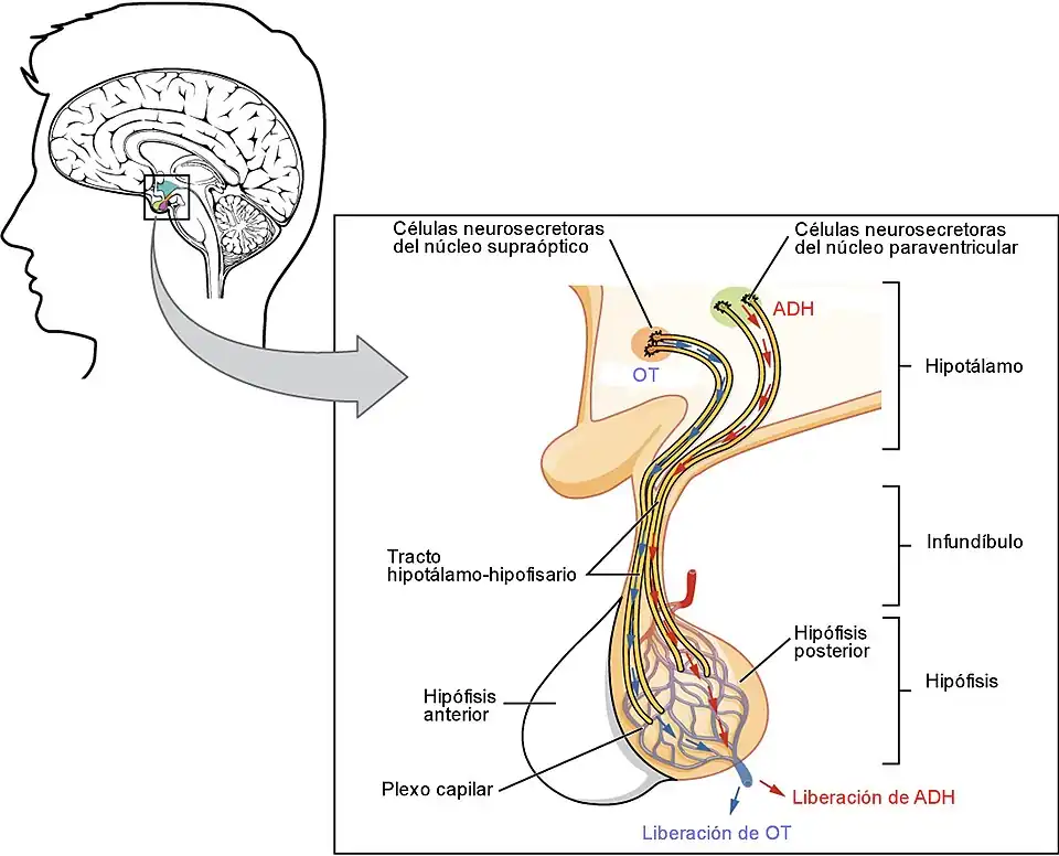 Hipófisis posterior= Neurohipófisis. ADH (cuerpo de neuronas de antidiuretica) y OT (cuerpo de neuronas de oxitocina) dentro del hipotálamo.