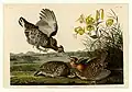 Lámina 186 de Aves de América, de John James Audubon, que representa al urogallo pinnado.