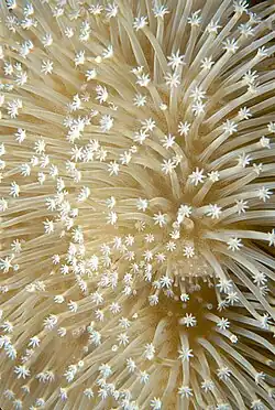 Detalle de coral blando.