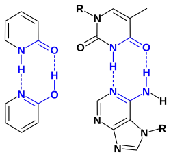 A 2-pyridone dimer compared with DNA base pairs.