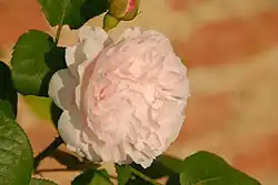 'Redouté' ®, Austin 1992. Es un desporte registrado de 'Mary Rose'.