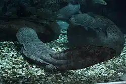 Salamandra china gigante (Andrias davidianus)