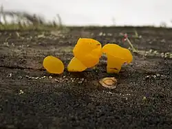 Dacrymyces capitatus.