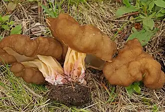 Pseudorhizina californica