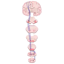 VIA SISTEMA PIRAMIDAL