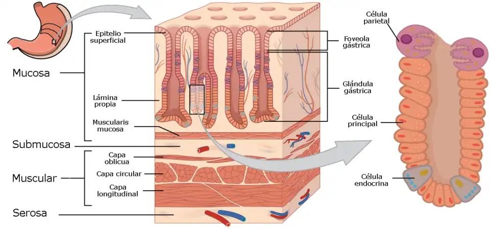 Reconstrucción 3D de la capa mucosa gástrica.