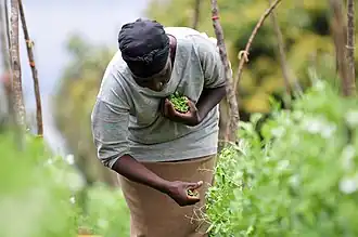 Mujer cosechando en la región del Monte Kenia.